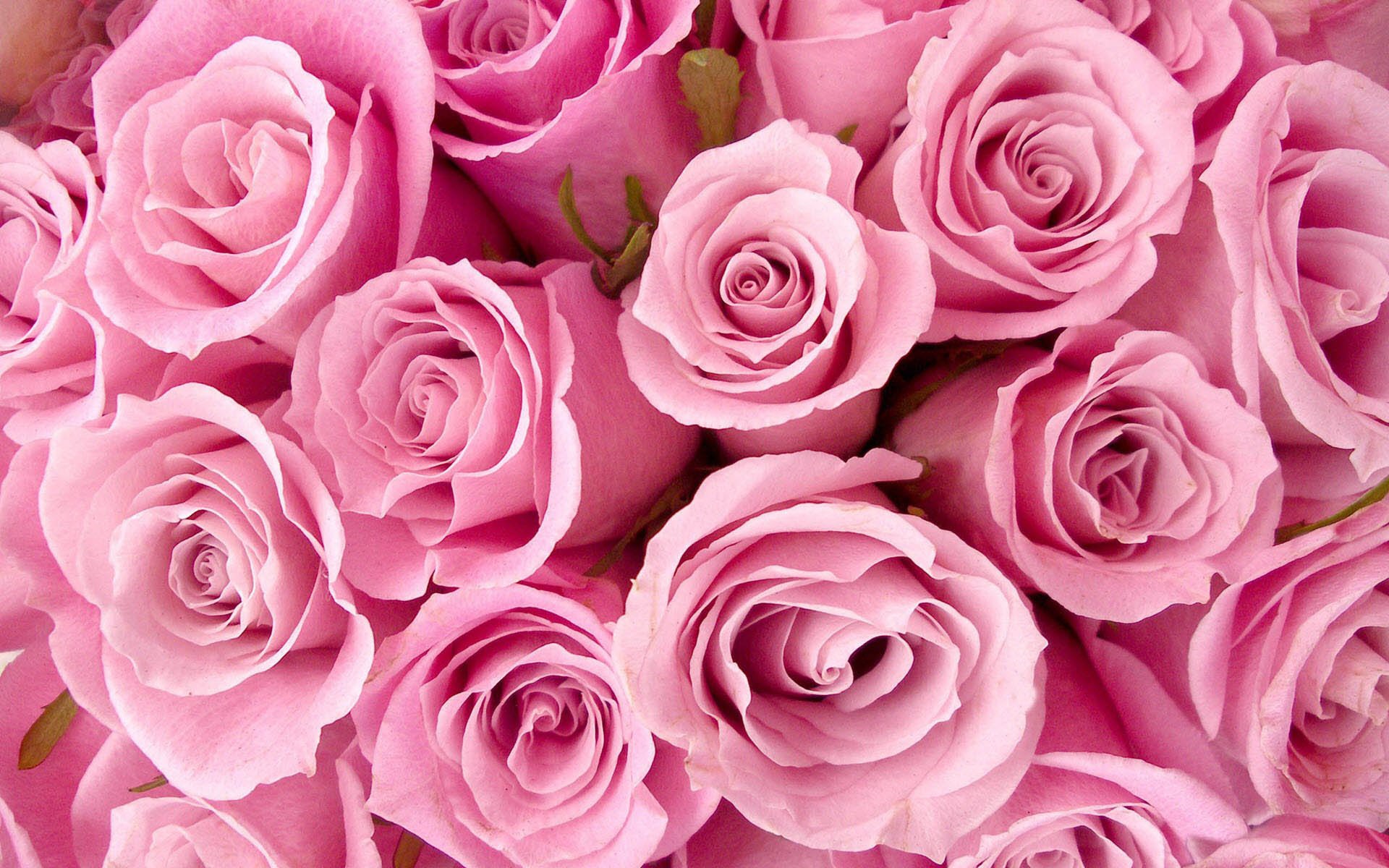 Hoa hồng không chỉ là biểu tượng của tình yêu, mà còn thể hiện sự tinh khiết và đẹp đẽ. Hãy xem hình nền hoa hồng, để cảm nhận vẻ đẹp quyến rũ của chúng, và truyền tải tình cảm đầy ý nghĩa.