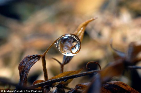 Top 25 hình ảnh giọt nước đọng trên lá lung linh huyền ảo