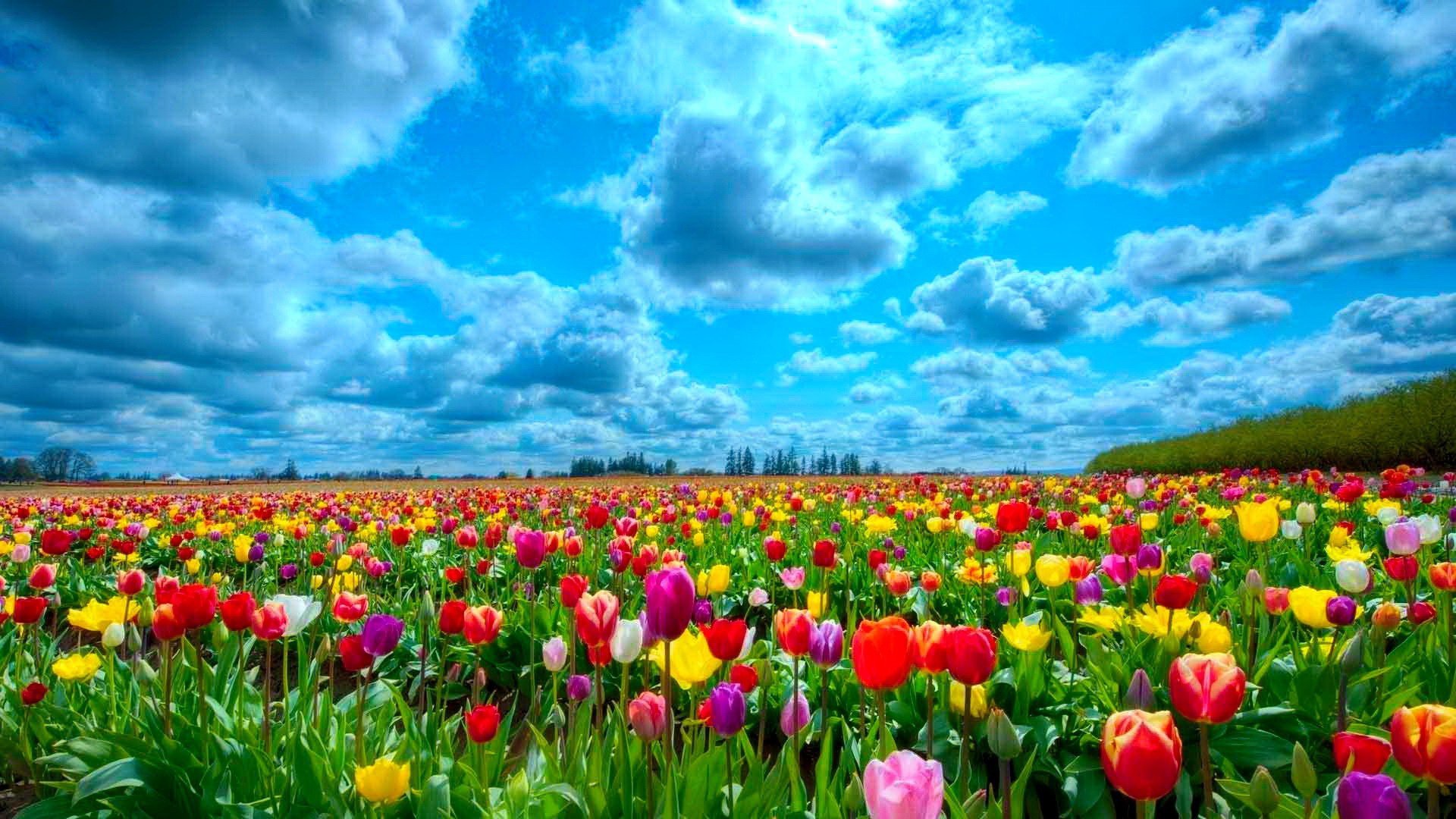 Top 30 hình ảnh cánh đồng hoa đẹp nhất thế giới